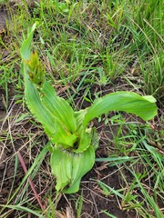 Hypoxis colchicifolia