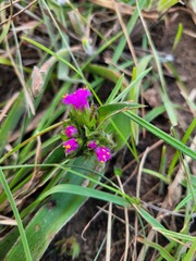 Cyanotis speciosa