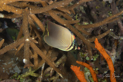 Chaetodon baronessa