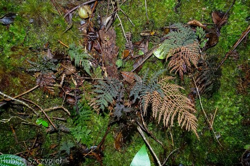 Callistopteris baldwinii observed 2022-12-17