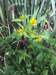 Bidens amplissima