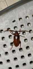 Prionus pocularis