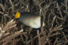 Chaetodontoplus mesoleucus