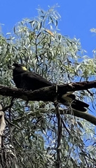 Zanda funerea funerea