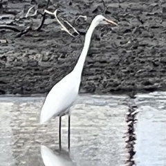 Ardea alba