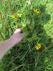 Bidens amplissima