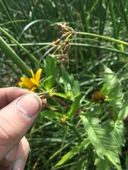 Bidens amplissima