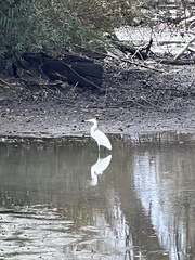 Ardea alba