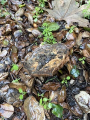 Entoloma ferruginans