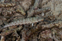 Parapercis clathrata
