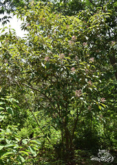 Miconia xalapensis