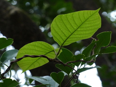 Chonemorpha fragrans