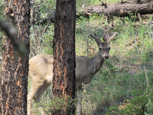 GWT - 030 - Trotter Trail