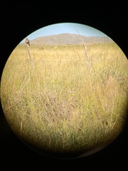 Sicalis olivascens