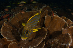 Plectorhinchus polytaenia