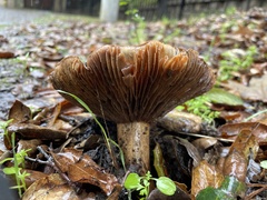 Entoloma ferruginans