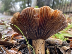 Entoloma ferruginans