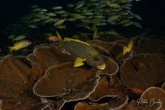 Plectorhinchus polytaenia