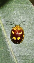 Paropsis maculata