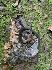 Amastridium veliferum