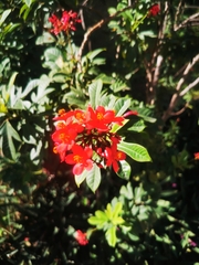 Jatropha integerrima