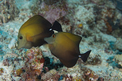 Zebrasoma scopas