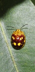 Paropsis maculata