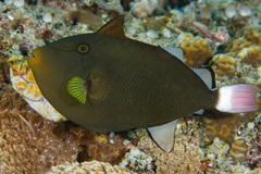 Melichthys vidua