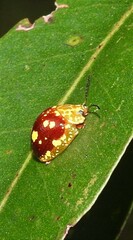 Paropsis maculata