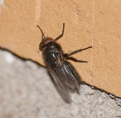 Protophormia terraenovae