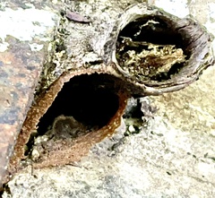 Nannotrigona