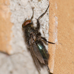 Protophormia terraenovae