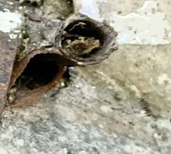 Nannotrigona