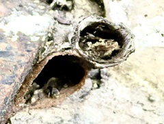 Nannotrigona