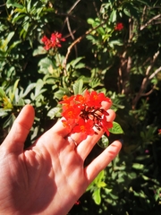 Jatropha integerrima