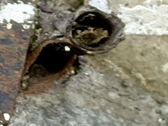 Nannotrigona
