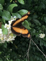 Yoma sabina