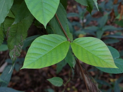 Chonemorpha fragrans