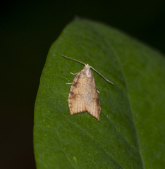 Aleimma loeflingiana