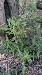 Dicliptera squarrosa