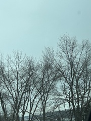 Podosphaera phytoptophila