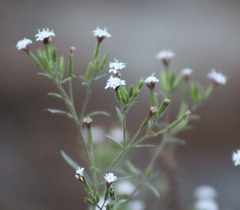 Stevia trifida
