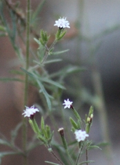 Stevia trifida