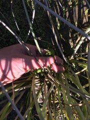 Triglochin scilloides