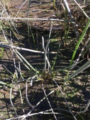 Triglochin scilloides