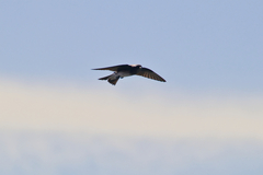 Hirundinidae
