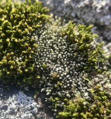 Bryum lanatum