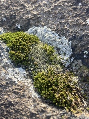Bryum lanatum