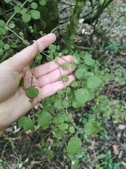 Coprosma rotundifolia