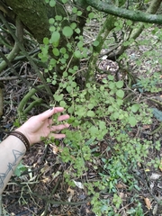 Coprosma rotundifolia